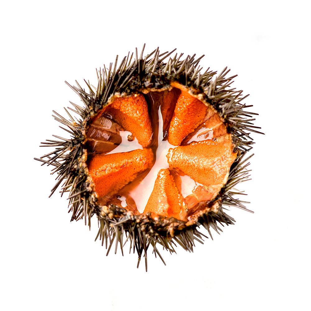 sea-urchin-meat